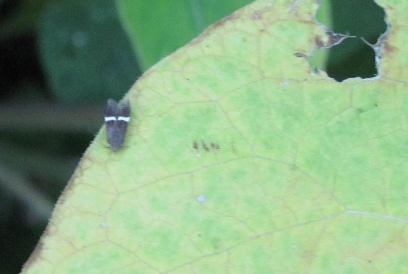 Syncopacma sp.?
